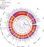 Diverse cell-specific patterns of alternative polyadenylation in Drosophila