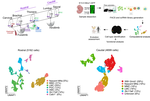 Single-cell transcriptomic analysis reveals diversity within mammalian spinal motor neurons