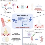 MiR34 contributes to spinal muscular atrophy and AAV9-mediated delivery of MiR34a ameliorates the motor deficits in SMA mice