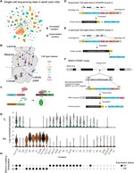 Using single-cell RNA sequencing to generate cell-type-specific split-GAL4 reagents throughout development